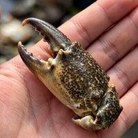 Frozen Mud Crab